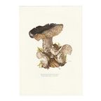 Vintage Print Grofplaatrussula thumbnail 2