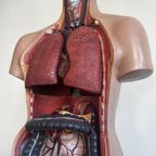 Torso🫀 thumbnail 4