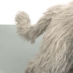 Fluffy Hond 59649 thumbnail 7