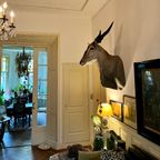 Eland Antilope thumbnail 13