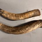 2x Grote Bufferhoorns, Ong. 100cm Lang Elk thumbnail 6