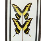 Grote Tropische Vlinders Onder Houten Stolp Papilio Thoas Taxidermie thumbnail 10