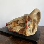 Het Oor – Anatomisch Model Circa 1950 (kovodelny Podnik, Tjechië) thumbnail 6