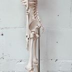 Anatomisch Model Skelet 84 Cm Hoog, 1980’S thumbnail 10