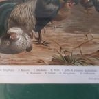 * Antieke Prent Over Hanen Kippen Boeken Plaat Prent thumbnail 4