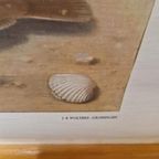Antieke Schoolplaat Schoolkaart Noordzee Wolters thumbnail 7