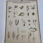 Botanische Schoolplaat Blomväxternas Byggnad Vruchten En Zaden thumbnail 3