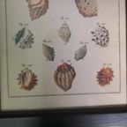 Vintage Mini Schoolposter Over Schelpen In Lijst thumbnail 8