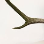 Groot Gewei Op Wandplaat thumbnail 6