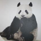 Wandcircel Panda thumbnail 5