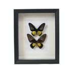Ingelijste Vlinders Xl Troides Rhadamantus Full Body Taxidermie thumbnail 7
