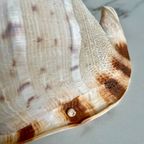Vintage Schelp-Lamp thumbnail 7