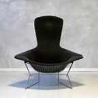 Bird Chair Harry Bertoia Fauteuil Knoll Vintage Design Stoel thumbnail 5