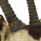 Prachtige Vintage Opgezette Oryx Antilope Gemsbok Taxidermie thumbnail 17