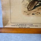 Vintage Linnen Schoolkaart – Op Borneo / In De Siberische Vlakte thumbnail 8