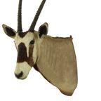 Prachtige Vintage Opgezette Oryx Antilope Gemsbok Taxidermie thumbnail 15