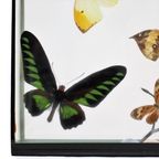 Kleurrijke Ingelijste Tropische Vlinders Taxidermie Opgezet Insect Display 7 Stuks thumbnail 2