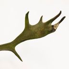 Groot Gewei Op Wandplaat thumbnail 4