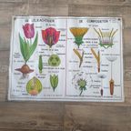 Vintage Mdi Hebri Biologie Botanische Schoolplaten 5 St thumbnail 7