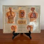 Vintage 3D Human Body Chart thumbnail 2