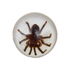 Vintage Opgezette Vogelspinnen In Epoxy Usa thumbnail 13