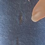 Groot Mid Century Pluche / Velvet Wandkleed Wolven Jacht thumbnail 3