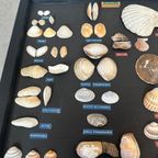Vintage Verzameling Strandvondsten In Vitrine thumbnail 4