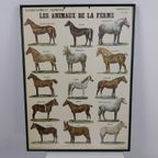 Vintage Paarden Soorten Plaat/ Poster- 63 X 46Cm Frans €125 thumbnail 2