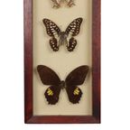 Ingelijste Aziatische Vlinders Taxidermie Opgezet Insect Display 5 Stuks 14X42Cm thumbnail 6