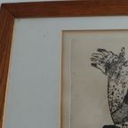 Mooie Groote Ets Ans Wortel thumbnail 10
