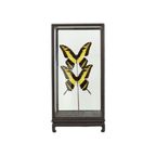 Grote Tropische Vlinders Onder Houten Stolp Papilio Thoas Taxidermie thumbnail 2