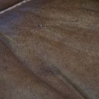 Charmante, Tijdloze En Karaktervolle Rundleren Oorfauteuil In Een Lichte Cognac Kleur thumbnail 5