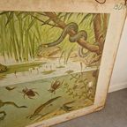 Vintage Schoolplaat Sloot En Plas J R Wolters Amphibiën thumbnail 2