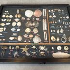 Vintage Verzameling Strandvondsten In Vitrine thumbnail 9