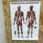 Duitse Anatomie Poster thumbnail 2