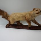 Opgezette Hermelijn Op Boomstam, Taxidermie thumbnail 4