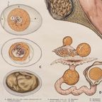 Anatomie Kaart ‘Huhn’ 60037 thumbnail 6