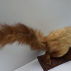 Opgezette Hermelijn Op Boomstam, Taxidermie thumbnail 6