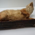 Opgezette Hermelijn Op Boomstam, Taxidermie thumbnail 12