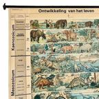 Vintage Xl Schoolkaart De Ontwikkeling Van Het Leven 1969 thumbnail 2