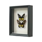 Ingelijste Vlinders Xl Troides Rhadamantus Full Body Taxidermie thumbnail 3