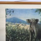 Schoolplaat - In De Rimboe Met Olifant En Tijger thumbnail 8