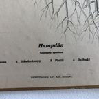 Botanische Schoolkaart Svenska Växter Hampdan “Dauwnetel” thumbnail 5