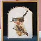Vintage Dartford Warbler Vogel David Andrews Gouden Lijst thumbnail 3