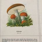 Vintage Schoolplaat Met Paddestoelen “Svamptavla” thumbnail 2