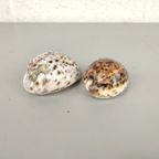 2 Schelpen: Cypraea Pantherina & Tigris thumbnail 5