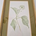 Os Morel Schilderij Vintage Tekening Flora Hedera thumbnail 6