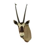 Prachtige Vintage Opgezette Oryx Antilope Gemsbok Taxidermie thumbnail 6