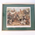 * Antieke Prent Over Hanen Kippen Boeken Plaat Prent thumbnail 2