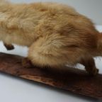 Opgezette Hermelijn Op Boomstam, Taxidermie thumbnail 9